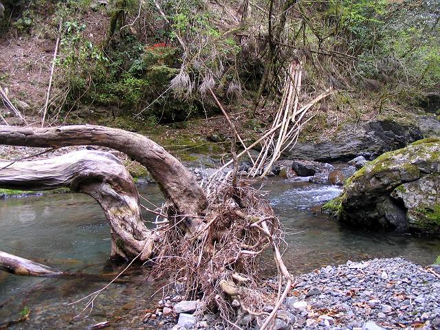 十津川・西川支流・片川