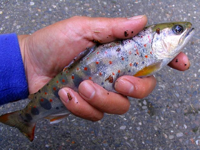 十津川・滝川支流・笹の滝